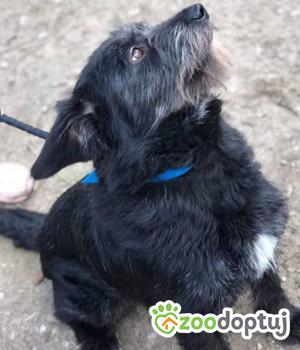 Do adopcji Kielce