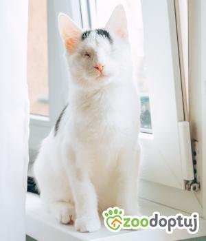 Do adopcji Wałbrzych