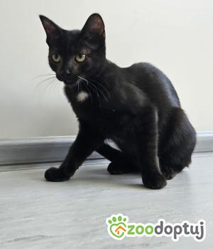 Do adopcji Stalowa Wola