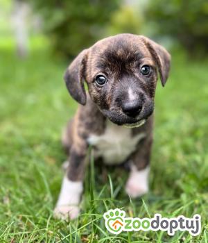 Do adopcji Warszawa