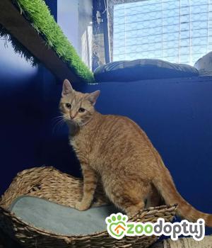 Do adopcji Radziejów