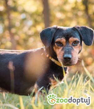 Do adopcji Sompolno