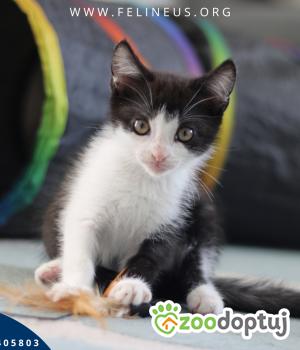 Do adopcji Rzeszów