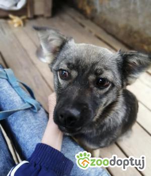 Do adopcji Rzeszów