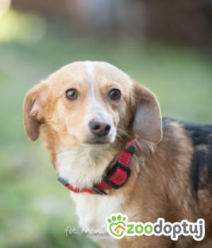 Do adopcji Myślenice