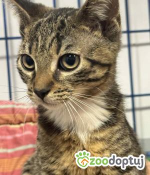 Do adopcji Zgierz