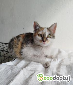 Do adopcji Głowno