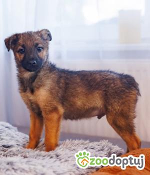 Do adopcji Rawa Mazowiecka