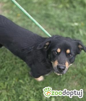 Do adopcji Zgierz