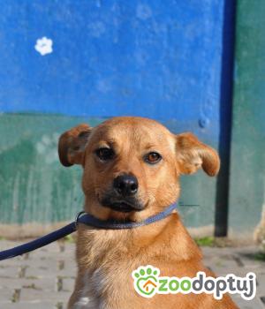 Do adopcji Nowy Dwór Mazowiecki