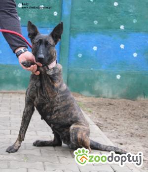 Do adopcji Nowy Dwór Mazowiecki