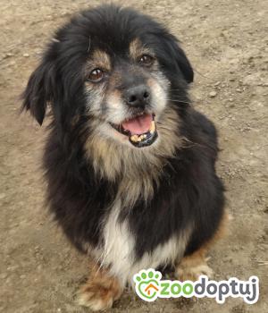 Do adopcji Poddębice