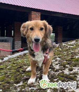 Do adopcji Mielec