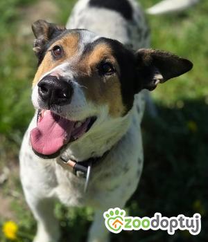 Do adopcji Zgierz