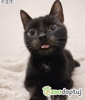 Do adopcji Wrocław