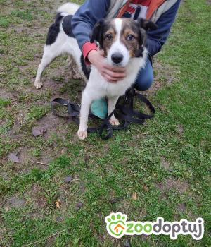 Do adopcji Zgierz