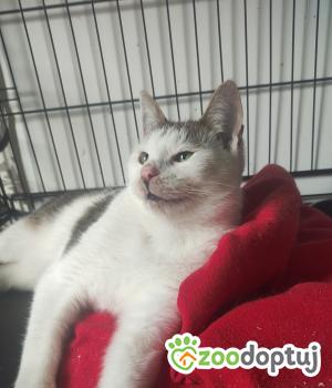 Do adopcji Poznań