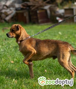 Do adopcji Zgierz
