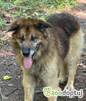 Do adopcji Zgierz