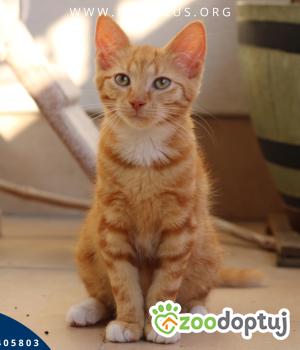 Do adopcji Rzeszów