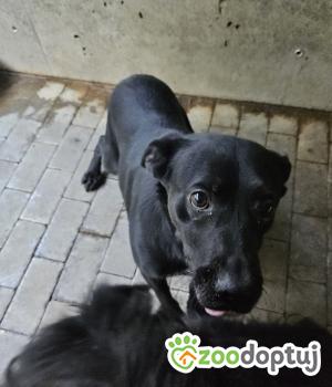 Do adopcji Chełm