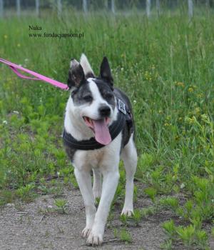 Do adopcji Nowy Dwór Mazowiecki