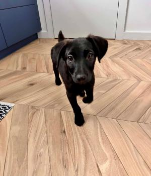 Do adopcji Białobrzegi