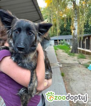 Do adopcji Zgierz