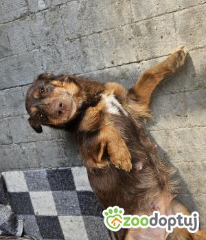Do adopcji Chełm