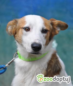 Do adopcji Nowy Dwór Mazowiecki
