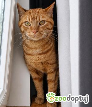 Do adopcji Cieszyn