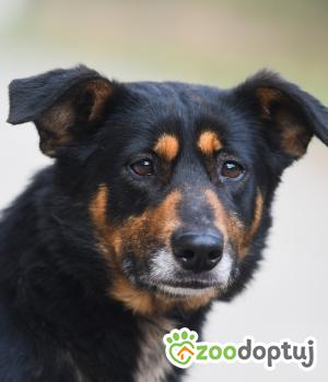 Do adopcji Bielsko-Biała