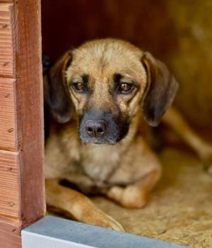 Do adopcji Białobrzegi