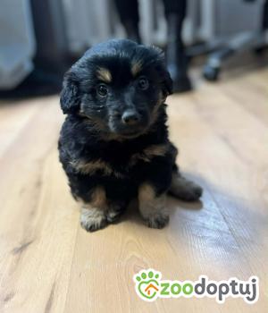 Do adopcji Warszawa