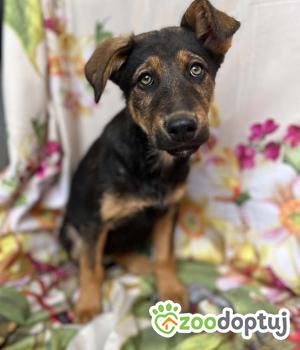 Do adopcji Warszawa