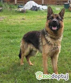 Do adopcji Zgierz