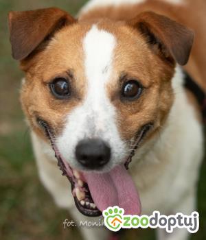 Do adopcji Myślenice