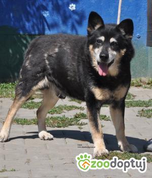 Do adopcji Nowy Dwór Mazowiecki