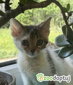 Do adopcji Zgierz