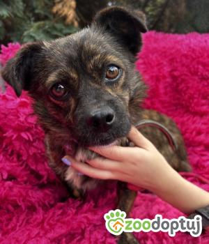 Do adopcji WARSZAWA