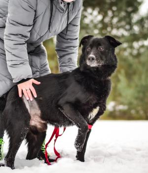 Do adopcji Białobrzegi