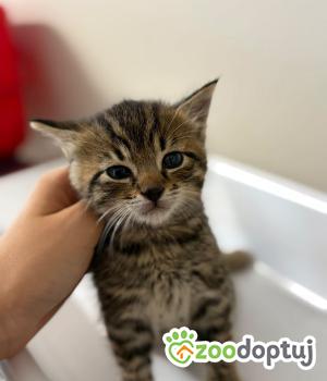 Do adopcji Olsztyn