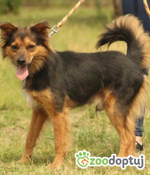 Do adopcji Poznań