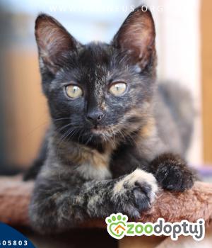 Do adopcji Rzeszów