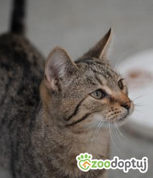 Do adopcji Zgierz