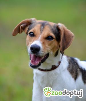 Do adopcji Głogów