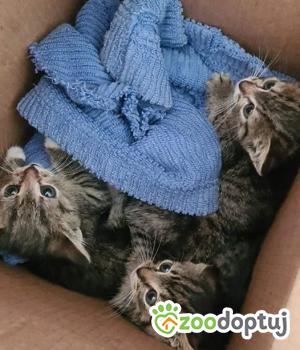 Do adopcji Mielec