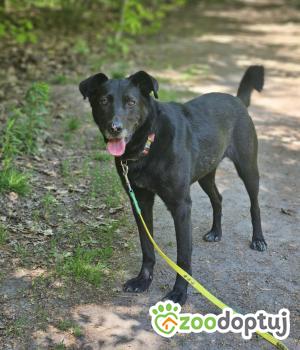 Do adopcji Zgierz