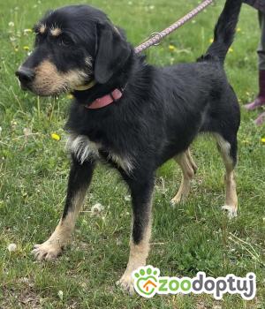 Do adopcji Zgierz