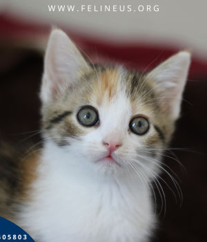 Do adopcji Rzeszów